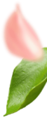 Подарочный сертификат Подарочный сертификат